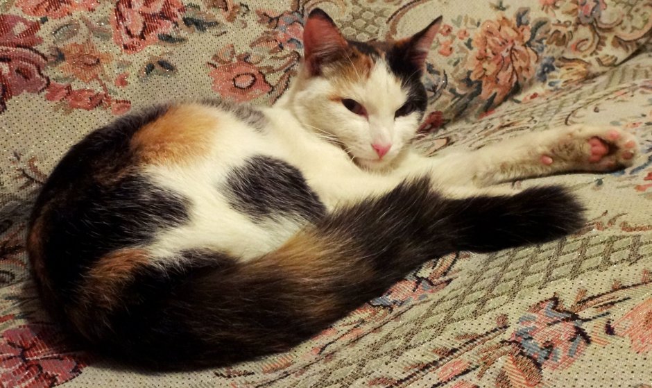 Трёхцветная кошка серый белый рыжий