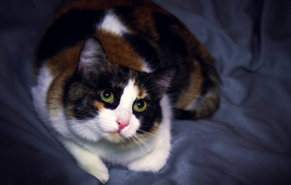 Британская трехшерстная кошка