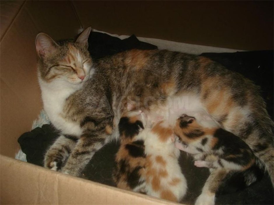 Трехцветная кошка с котятами