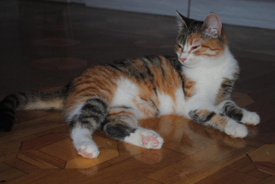 Трехцветные коты с полосками