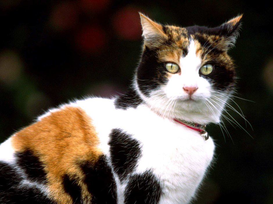 Американская короткошерстная кошка трехцветная