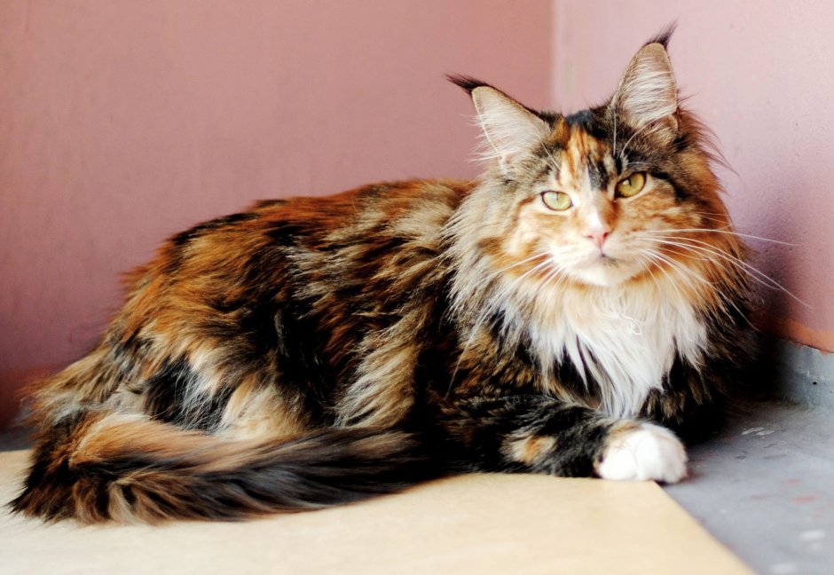 Черепаховый кот Мейн кун