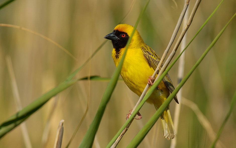 Желтая птица с черным чубом