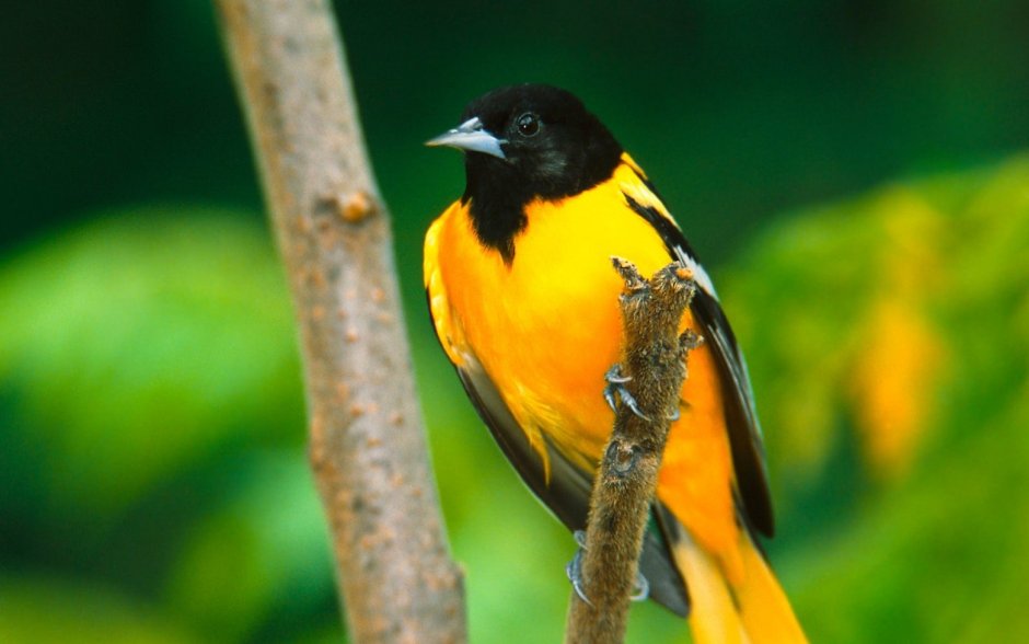 Малиновогрудая Иволга