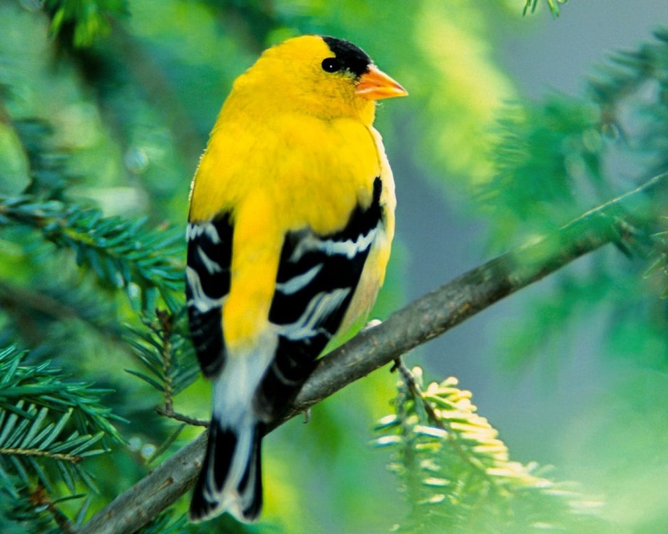 American Goldfinch птица