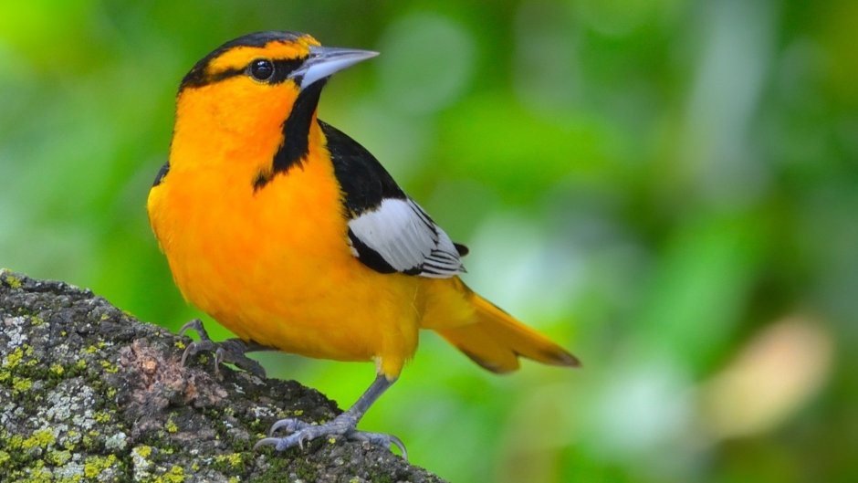 Оранжевые птицы фото