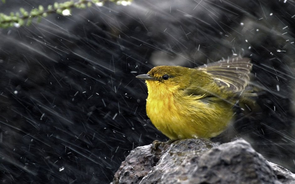Yellow Warbler птица