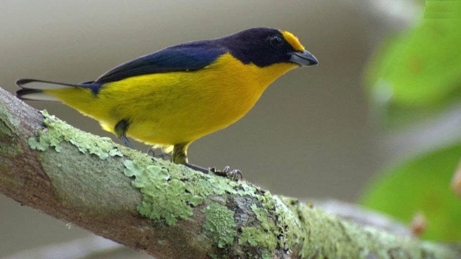 Желтая танагра птица