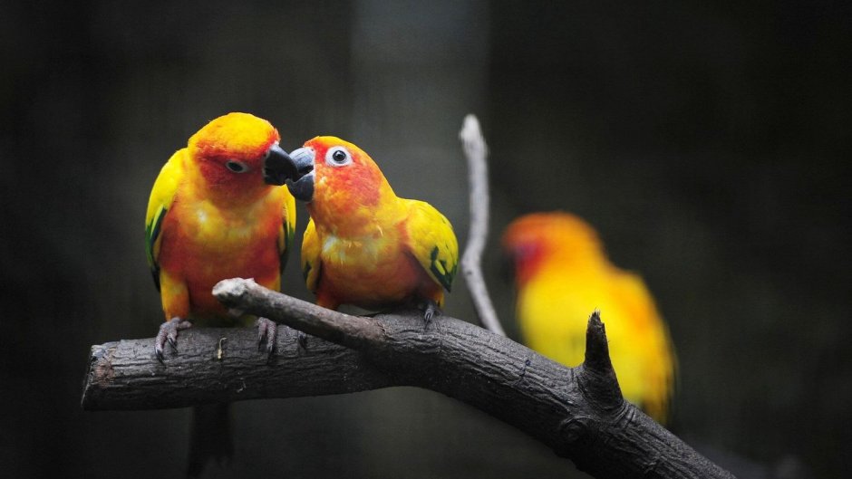 Неразлучники попугаи