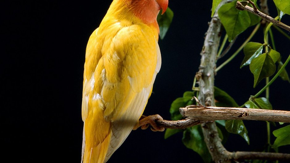 Неразлучники Фишера золотые