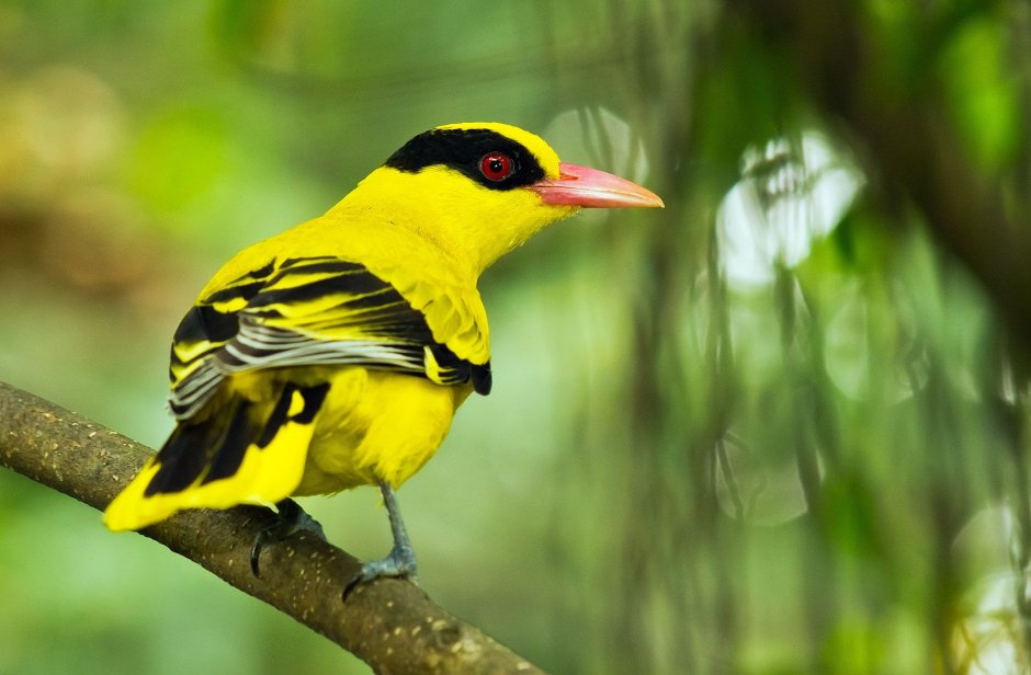 Иволга - Oriolus Oriolus