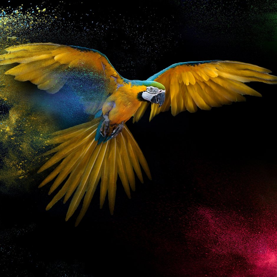 Обои на телефон попугаи