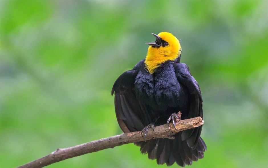 Желто черная птица