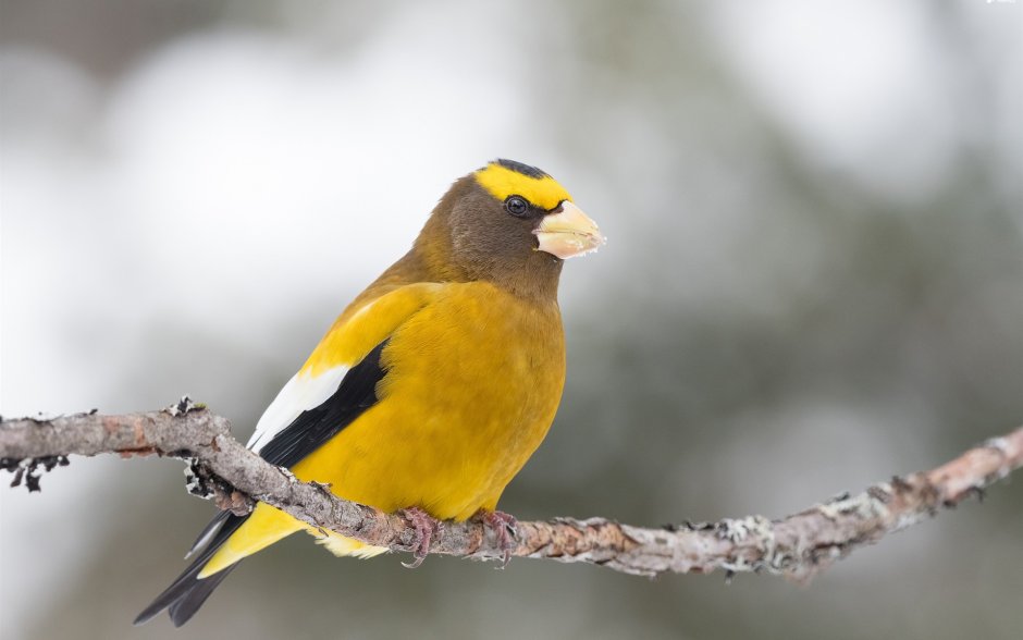 Американский Дубонос птица