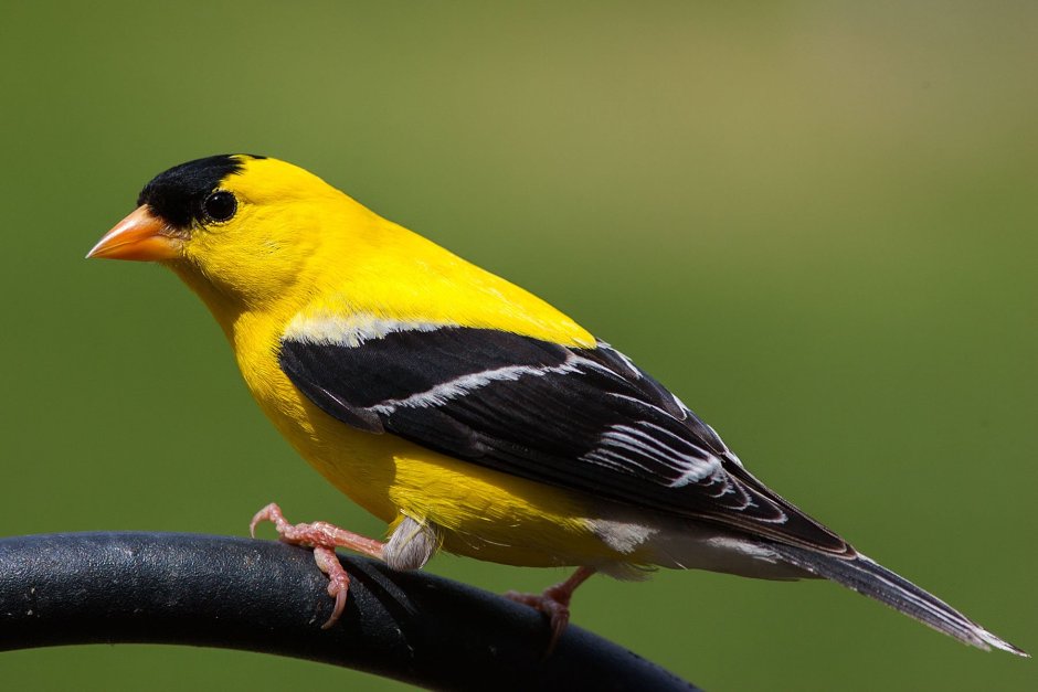 Птица с желтыми пятнами