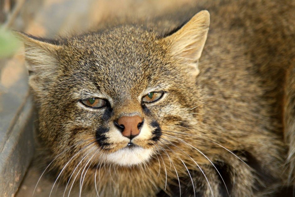 Чилийская кошка (кодкод) (leopardus guigna)