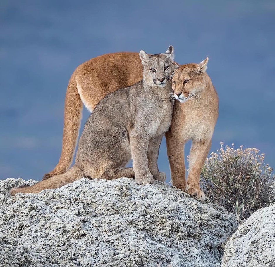 Puma concolor