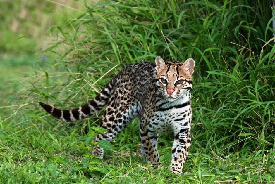 Пиренейская Рысь (Lynx pardinus)