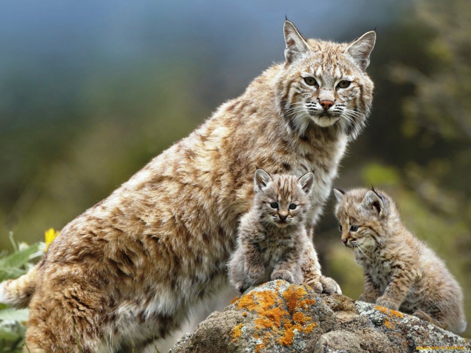 Оцелот (leopardus pardalis)