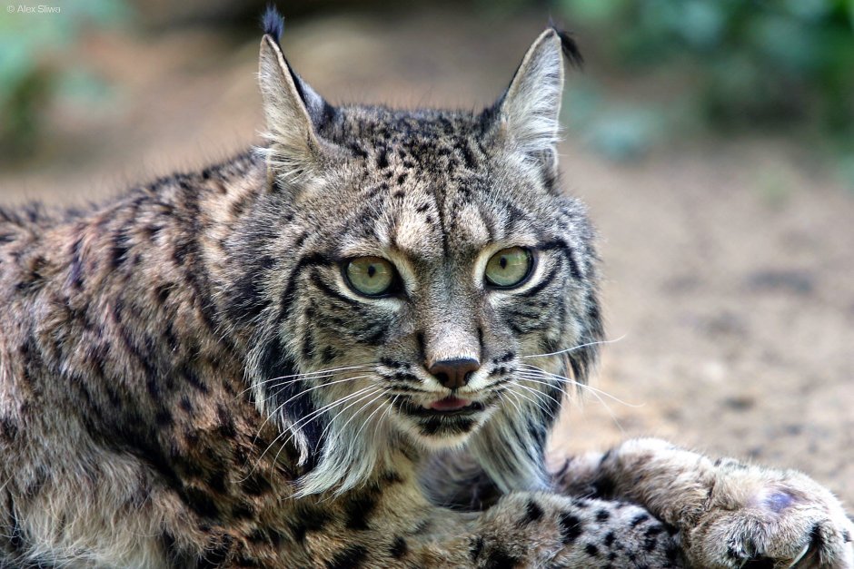 Андская Горная кошка