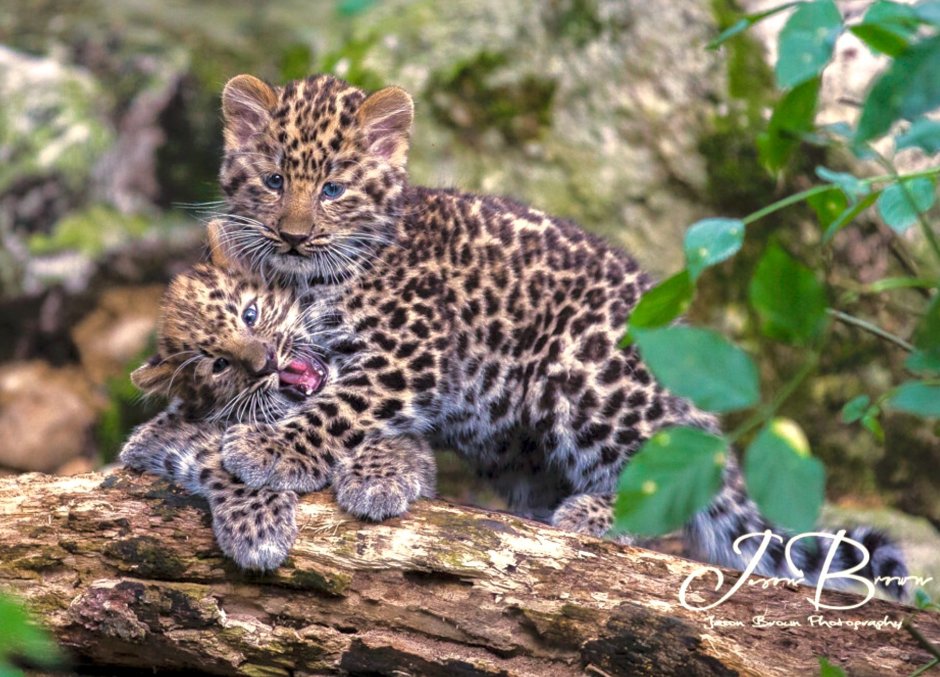 Puma pardoides