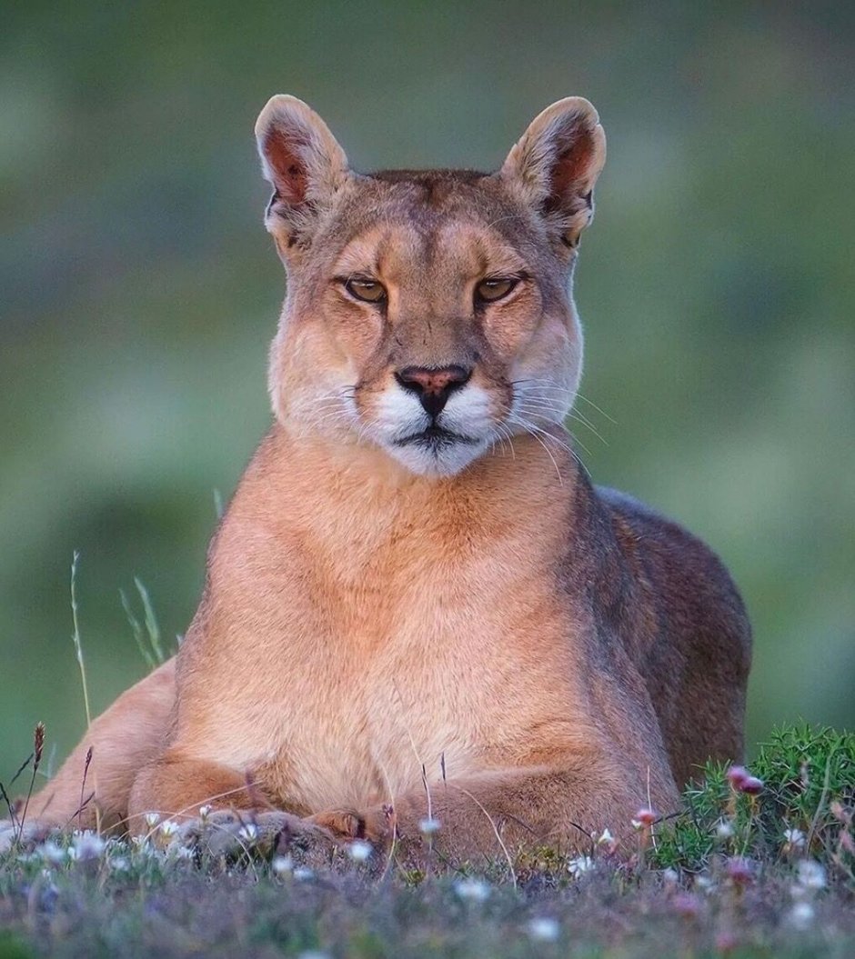 Panthera Atrox американский Лев