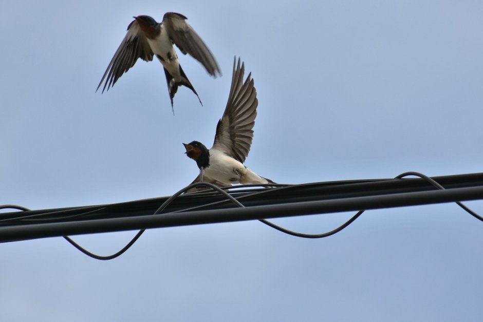 Птица на привязи