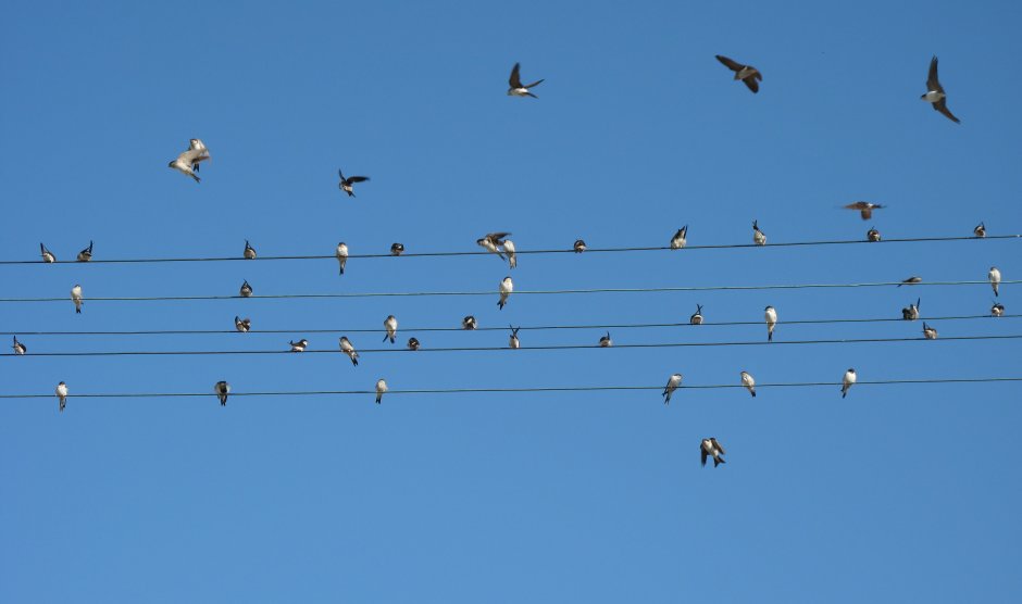 Куча птиц на проводах