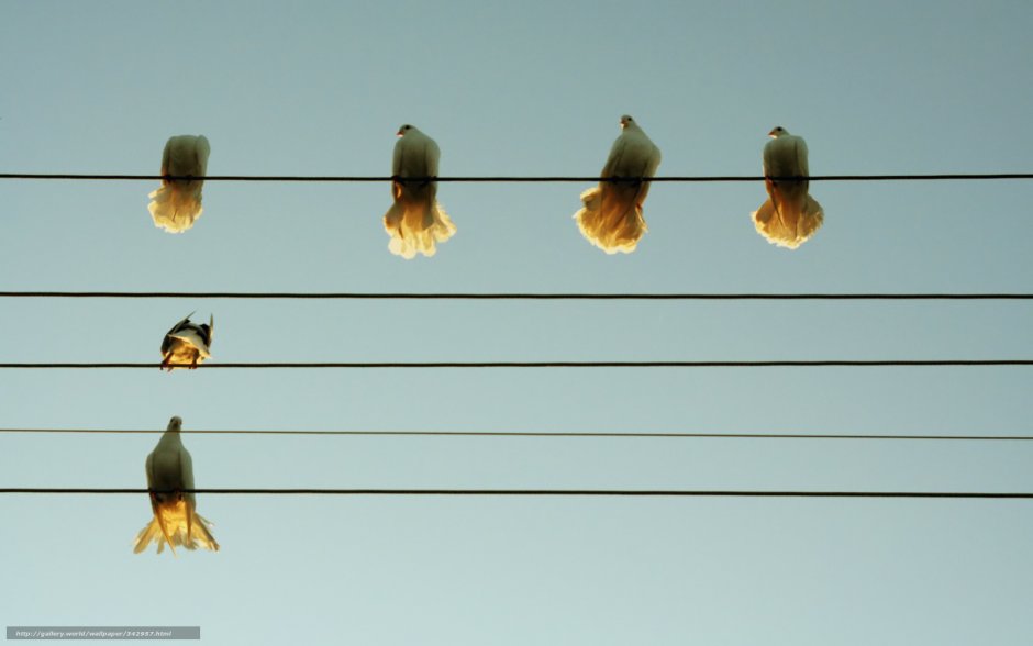 Птицы на проводах