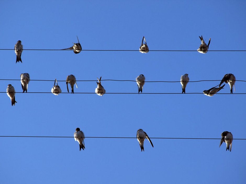 Птицы на проводе