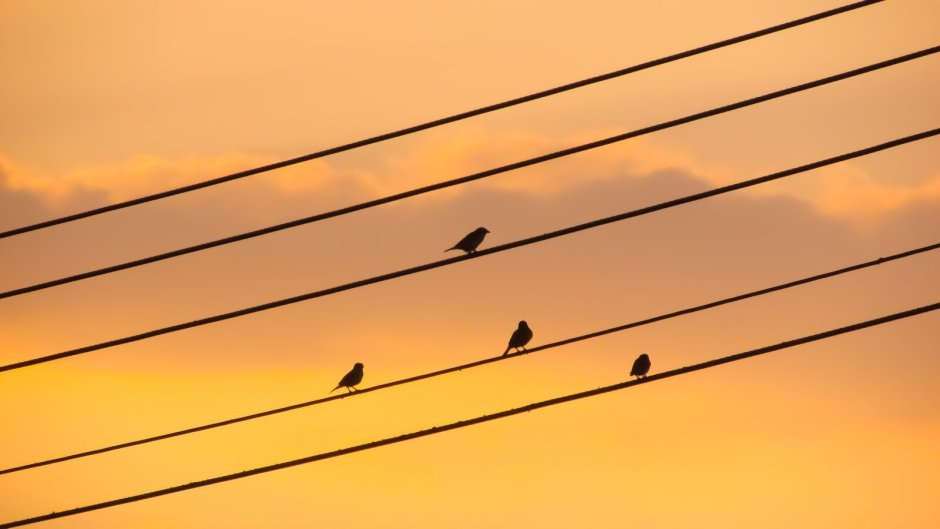 Обои на рабочий стол птицы на проводах