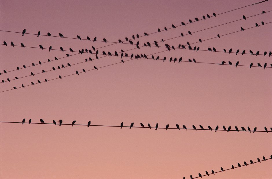 Птицы на проводах птицы