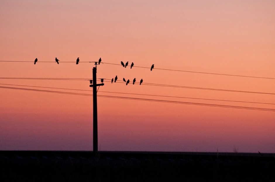 Птицы на проводах ЛЭП