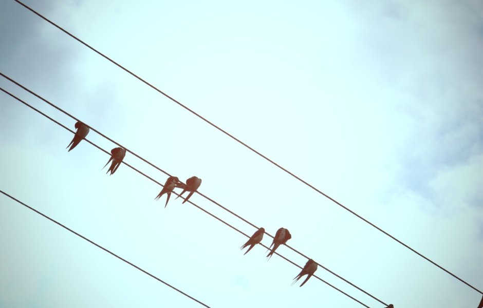 Птички на проводах