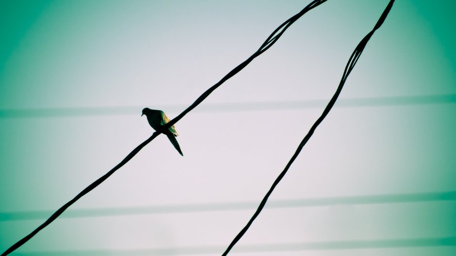 Обои 3d птицы на проводах