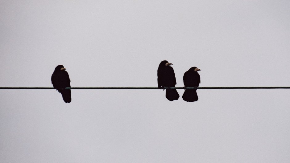 Ворона на проводах
