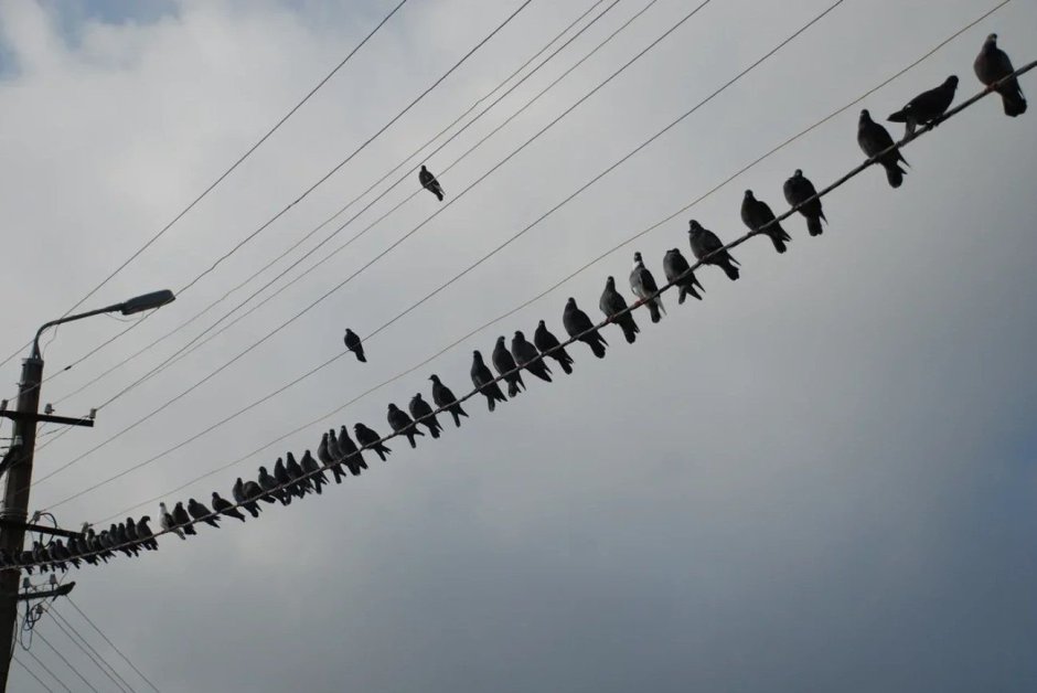 Птицы на линиях электропередач