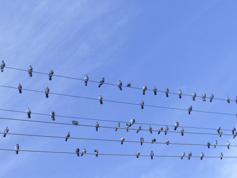 Птицы на проводах