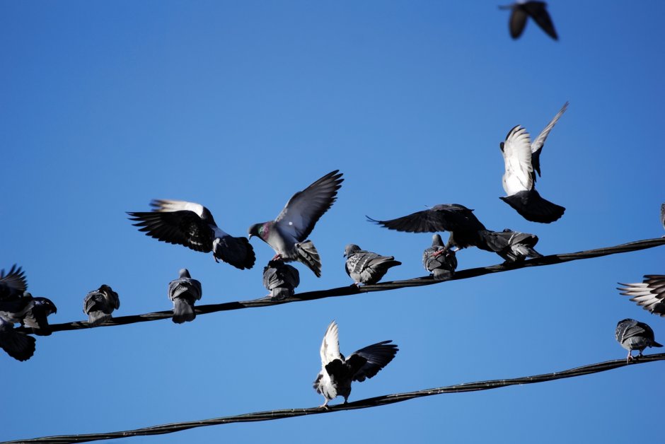 Птицы на проводах