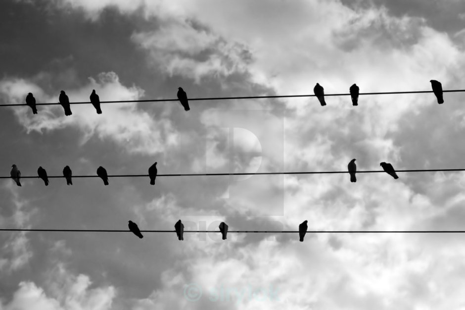 Птицы на проводах арт