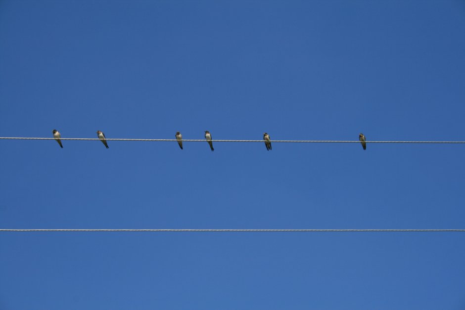 Голуби на проводах