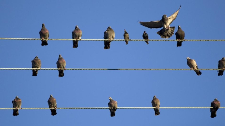 Птицы сидят на проводах
