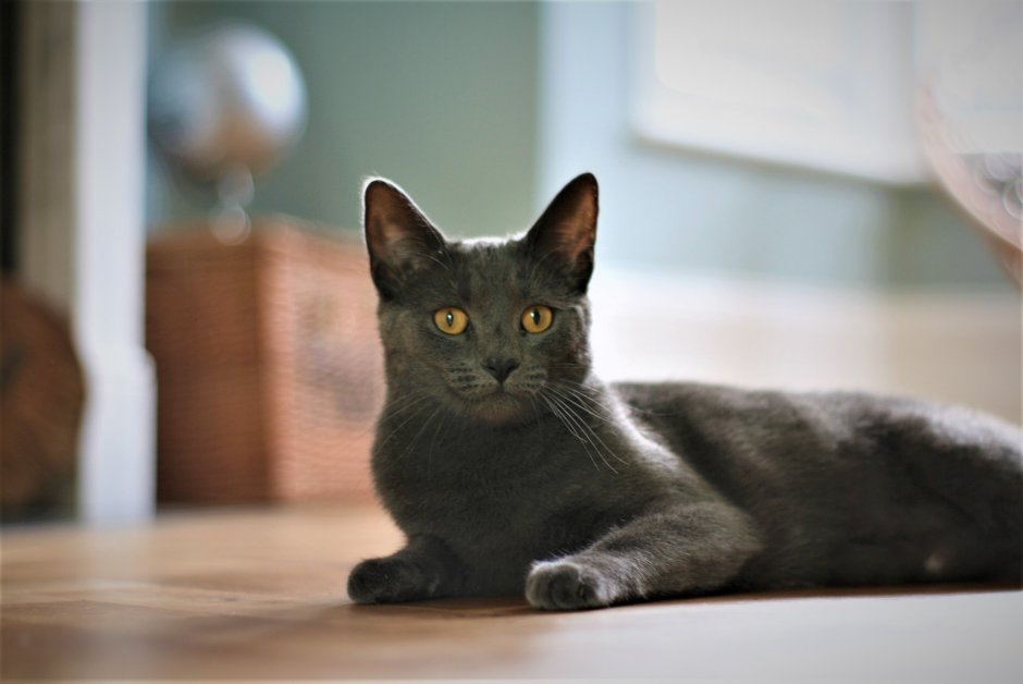 Корат (кошка)