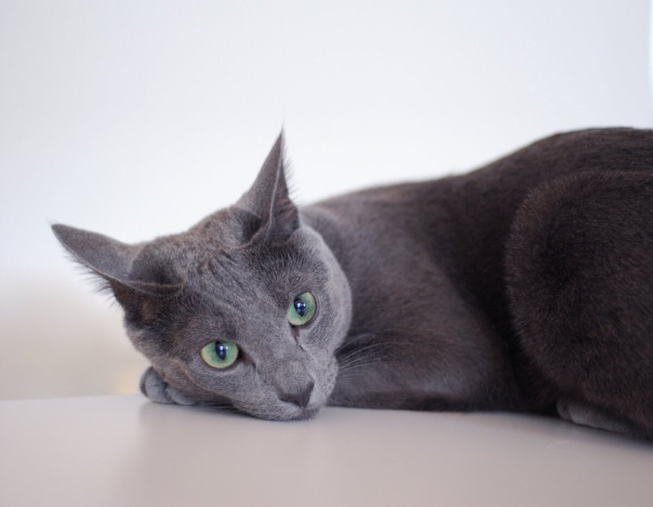Корат (кошка)