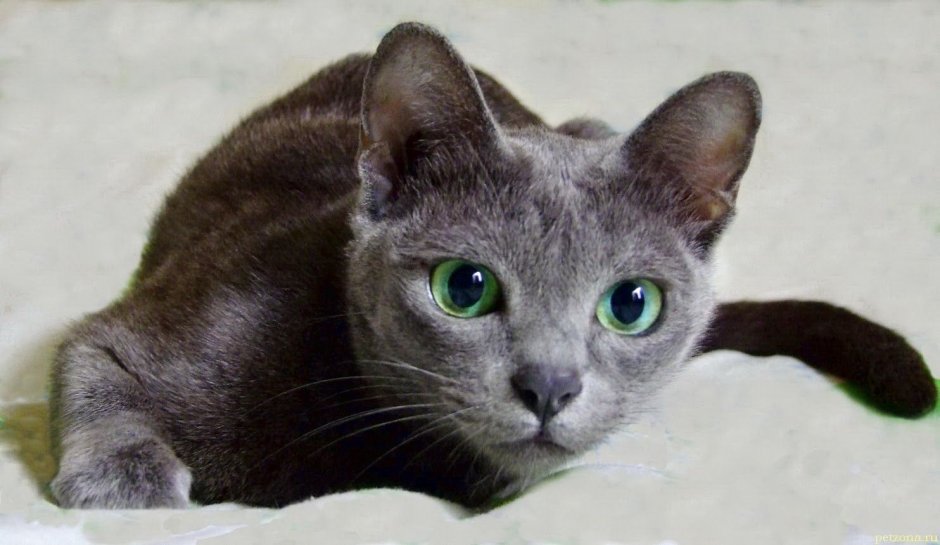 Дымчатый котик