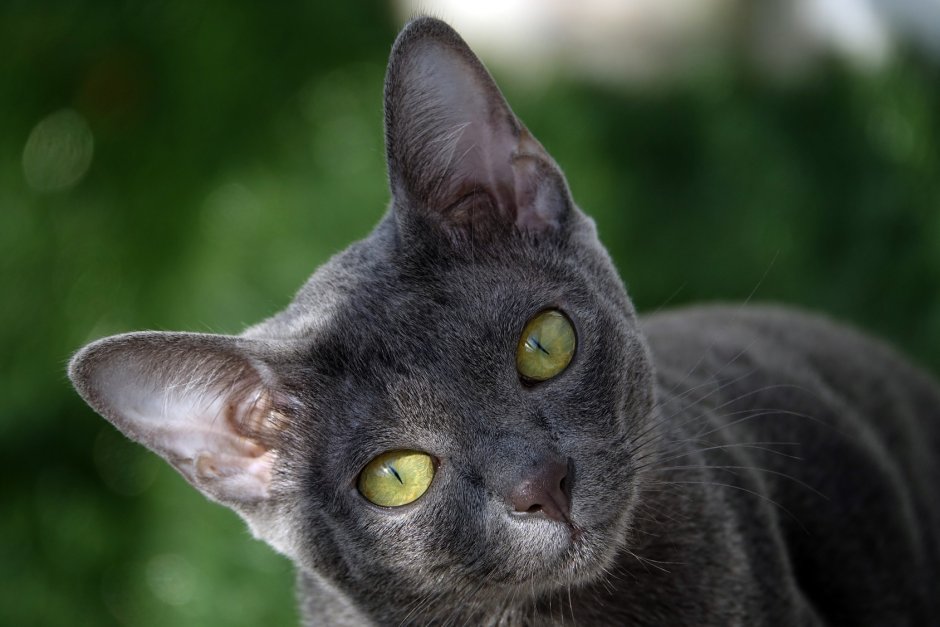 Корат анфас