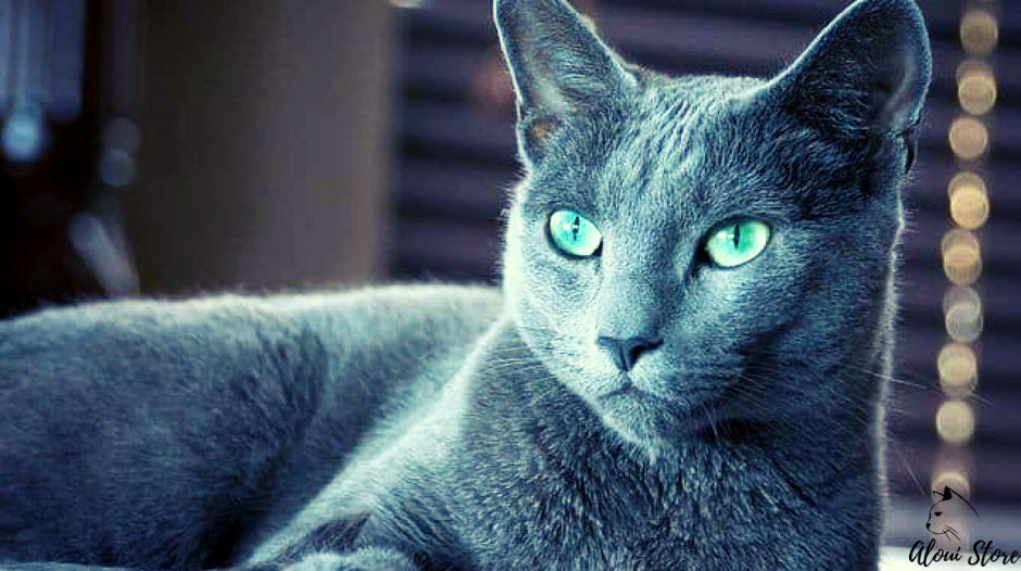 Беременная кошка Корат