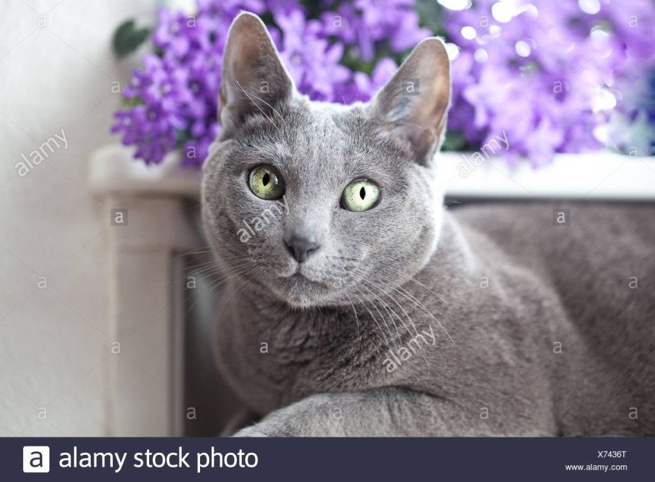 Сибирский голубая кошка короткошерстная