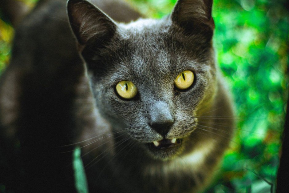 Карат кот