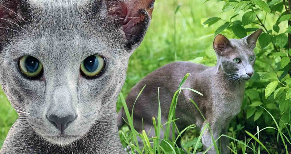 Корат шартрез Картезианская кошка